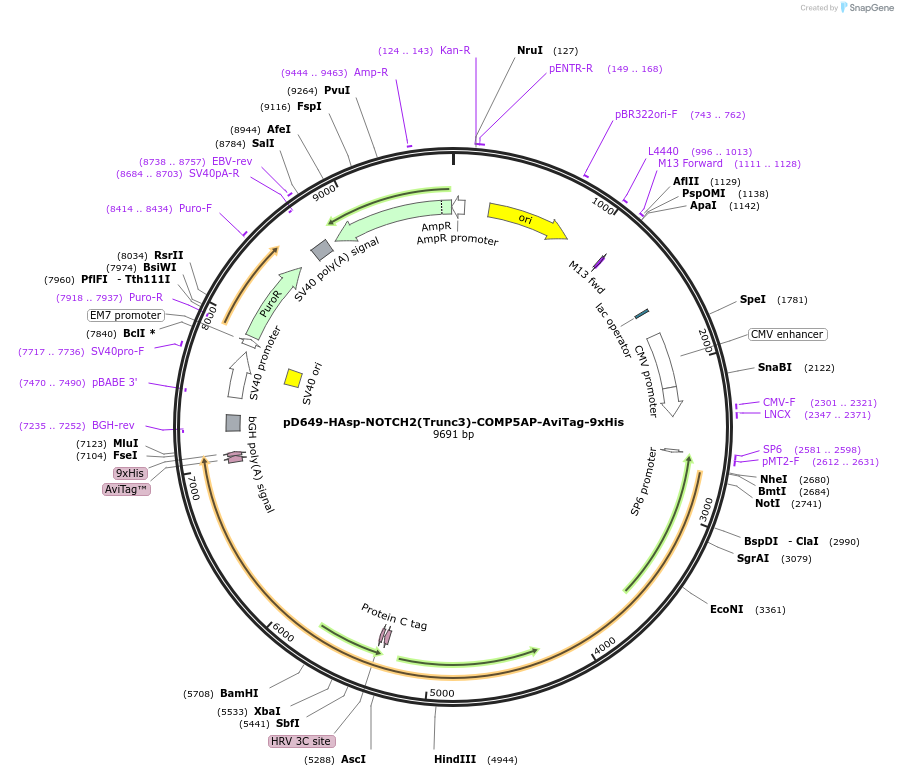 157556-plasmid-map-sequence-id-304221