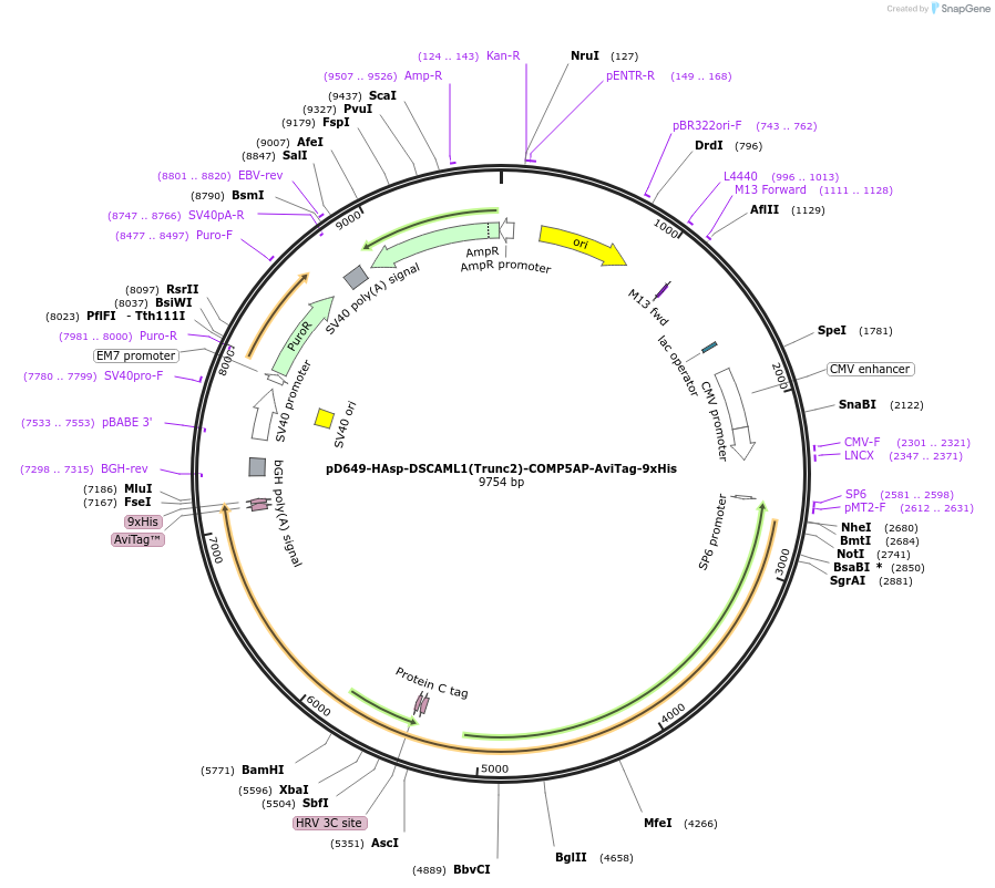 157559-plasmid-map-sequence-id-304227