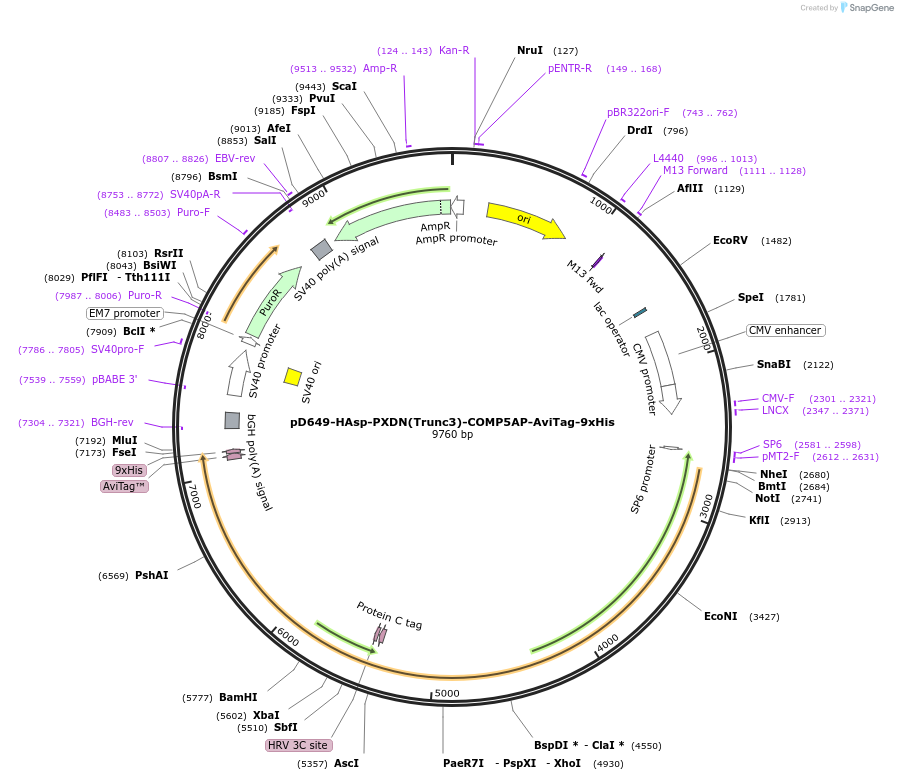 157560-plasmid-map-sequence-id-304229