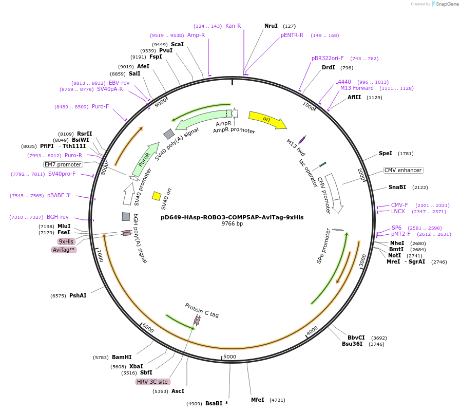 157561-plasmid-map-sequence-id-304231
