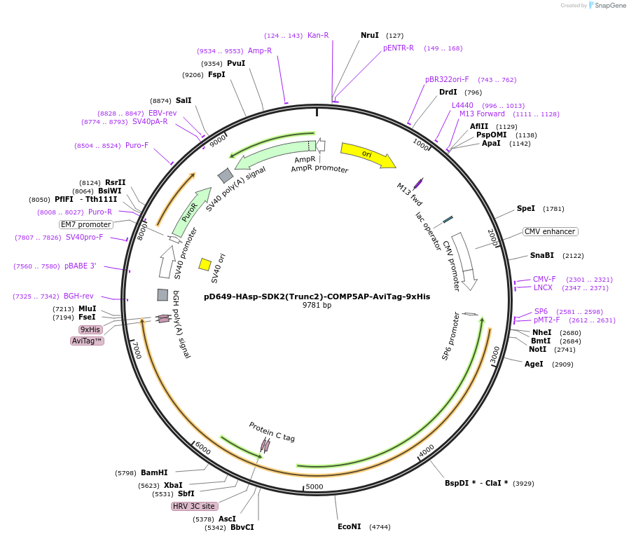 157564-plasmid-map-sequence-id-304237