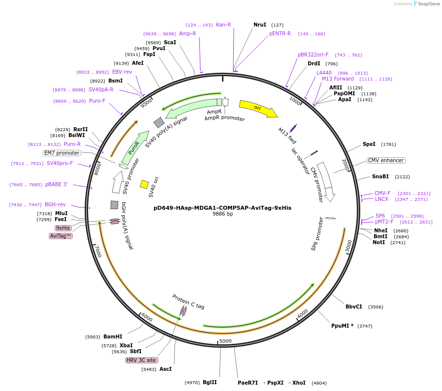 157567-plasmid-map-sequence-id-304243