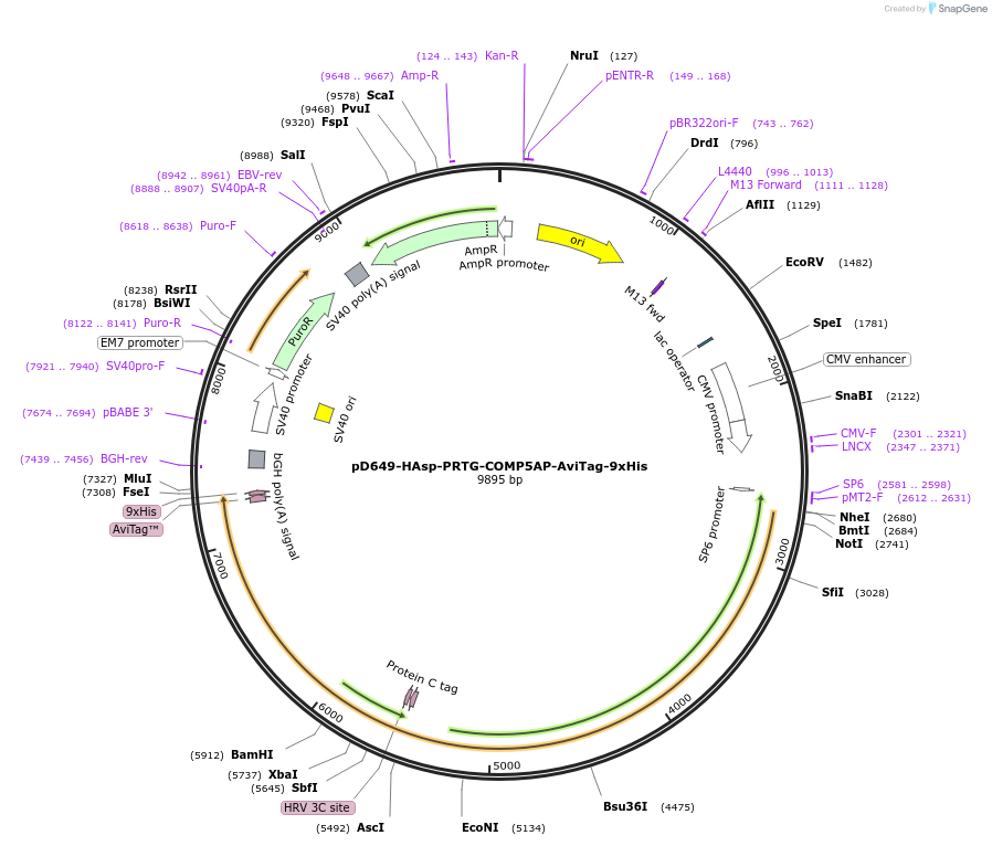 157568-plasmid-map-sequence-id-304245