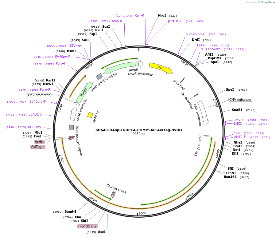 157569-plasmid-map-sequence-id-304247