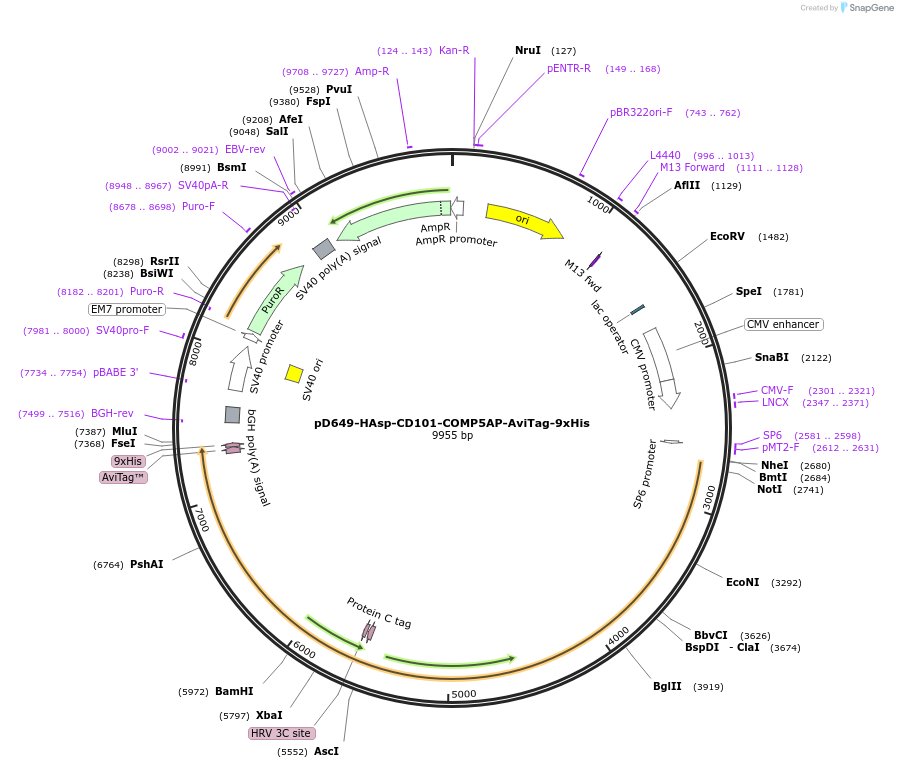 157570-plasmid-map-sequence-id-304249