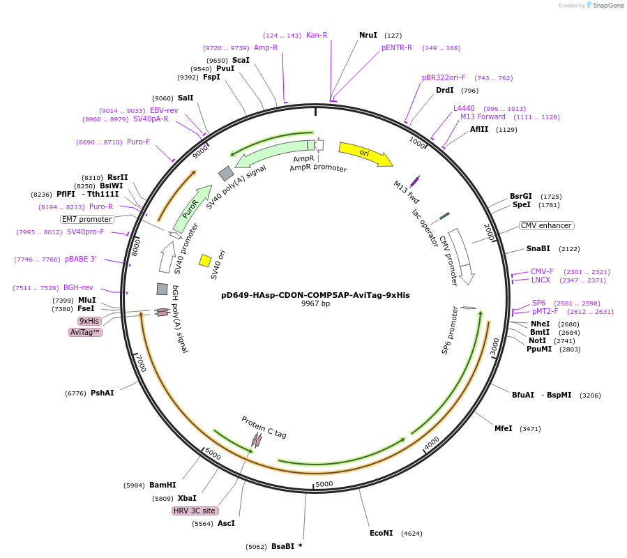 157571-plasmid-map-sequence-id-304251