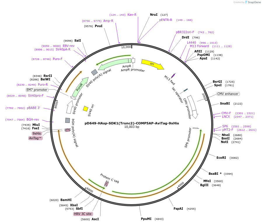 157573-plasmid-map-sequence-id-304255