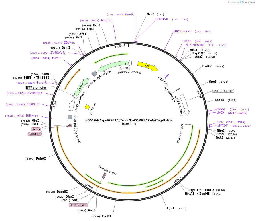 157577-plasmid-map-sequence-id-304263
