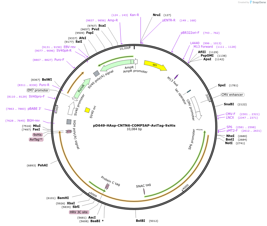 157579-plasmid-map-sequence-id-304267