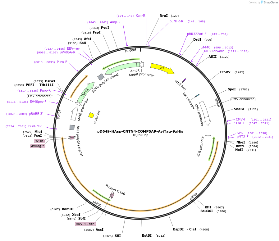 157581-plasmid-map-sequence-id-304271