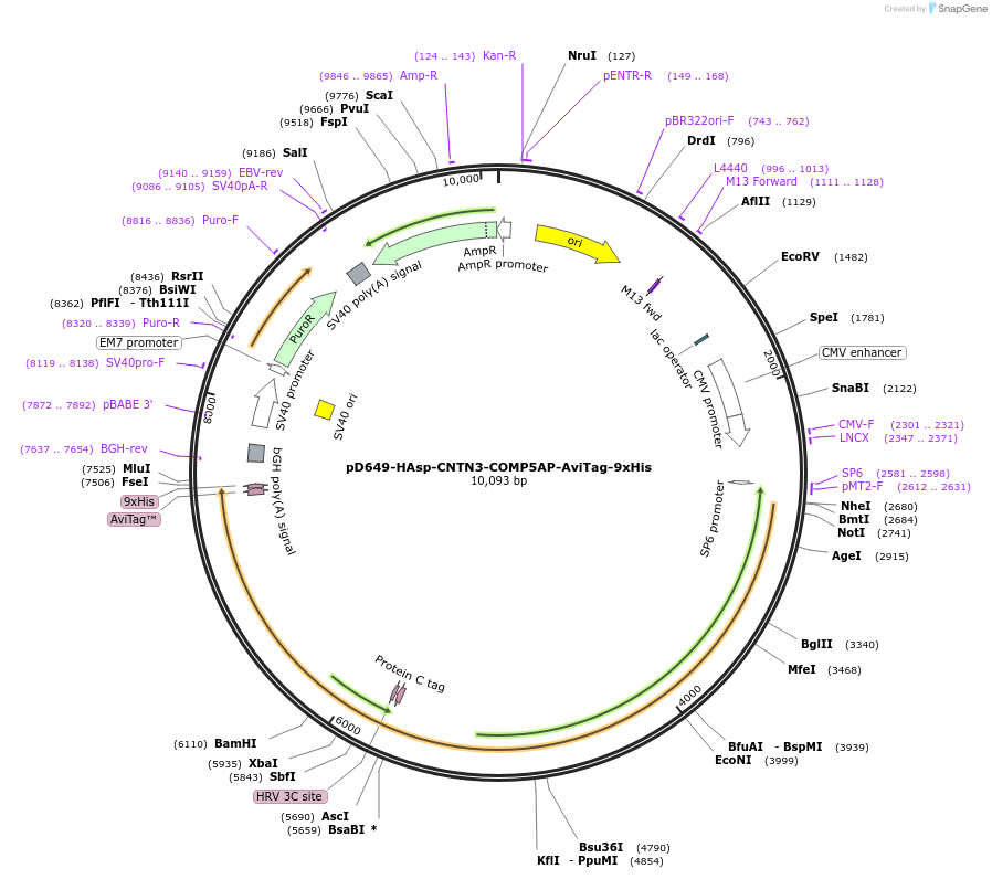 157582-plasmid-map-sequence-id-304273