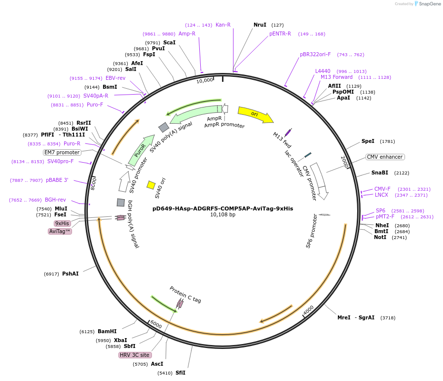 157583-plasmid-map-sequence-id-304275