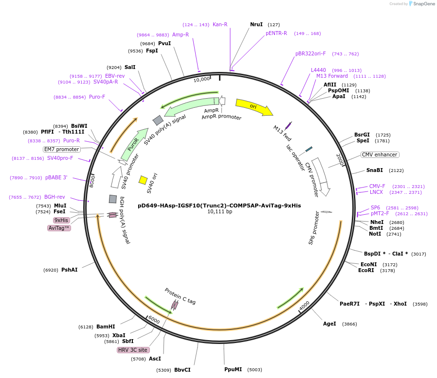 157584-plasmid-map-sequence-id-304277
