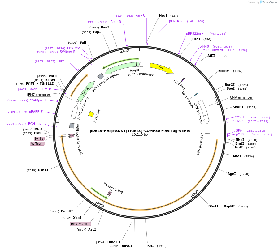 157586-plasmid-map-sequence-id-304281