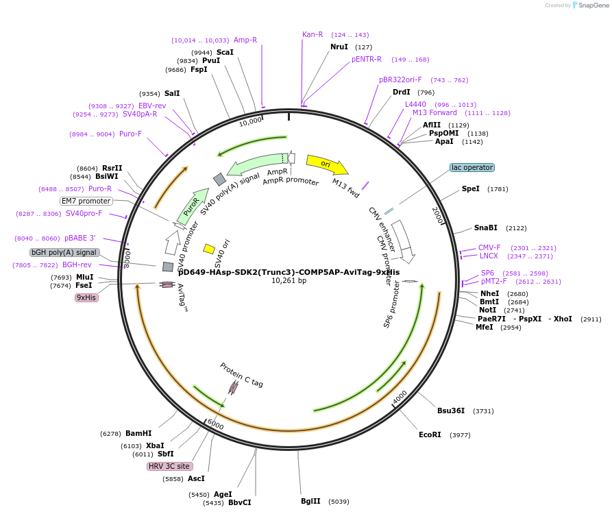 157589-plasmid-map-sequence-id-304287