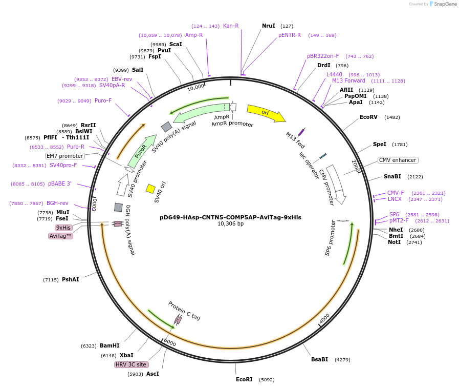 157590-plasmid-map-sequence-id-304289