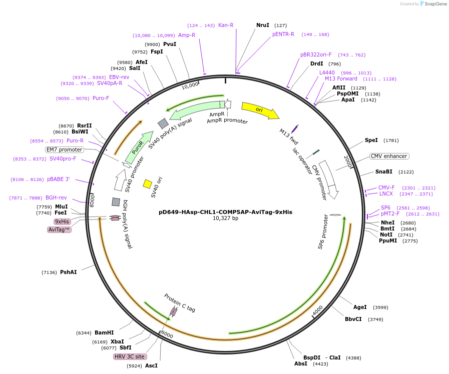157592-plasmid-map-sequence-id-304293