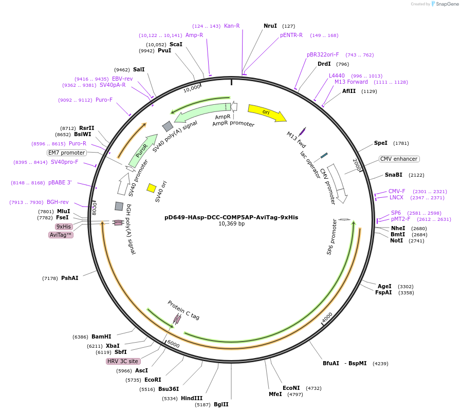 157593-plasmid-map-sequence-id-304295