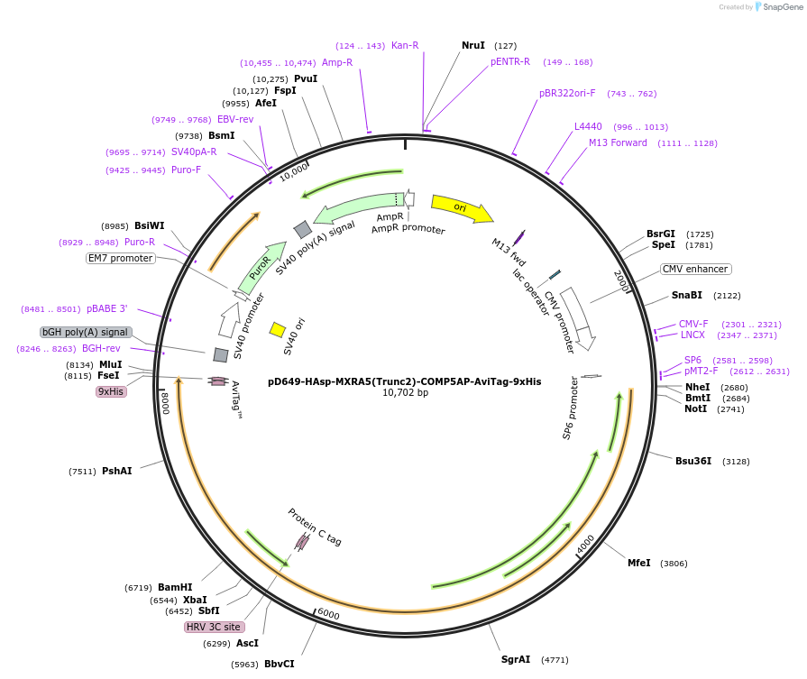 157598-plasmid-map-sequence-id-304305