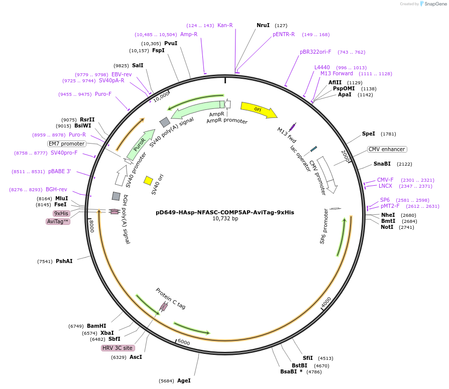 157599-plasmid-map-sequence-id-304307