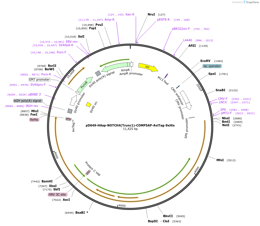 157604-plasmid-map-sequence-id-304317