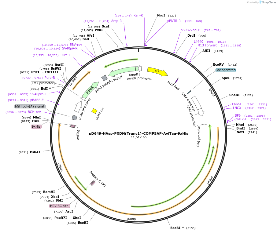 157606-plasmid-map-sequence-id-304321