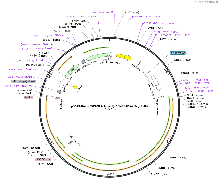 157607-plasmid-map-sequence-id-304323