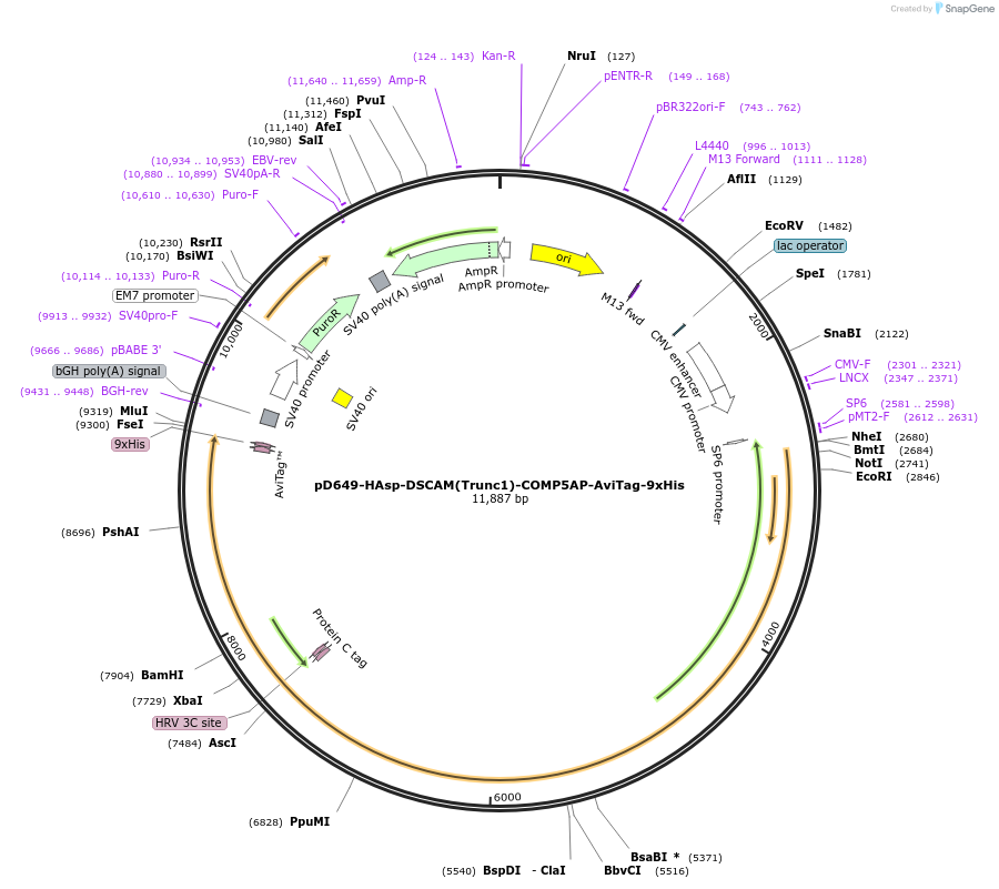 157608-plasmid-map-sequence-id-304325