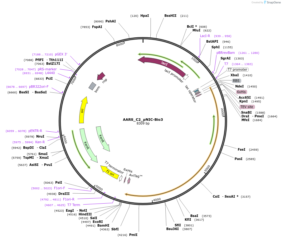 153047-plasmid-map-sequence-id-304401