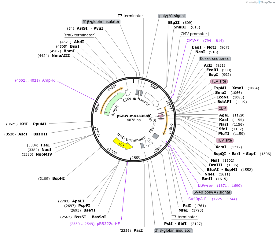 153755-plasmid-map-sequence-id-304474