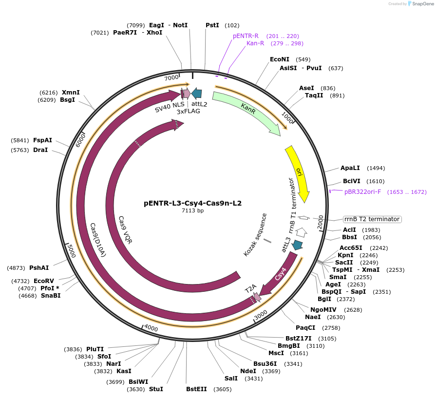 141041-plasmid-map-sequence-id-304483