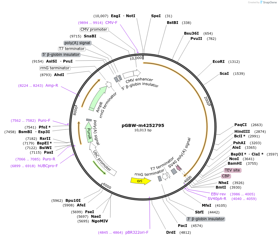153845-plasmid-map-sequence-id-304485