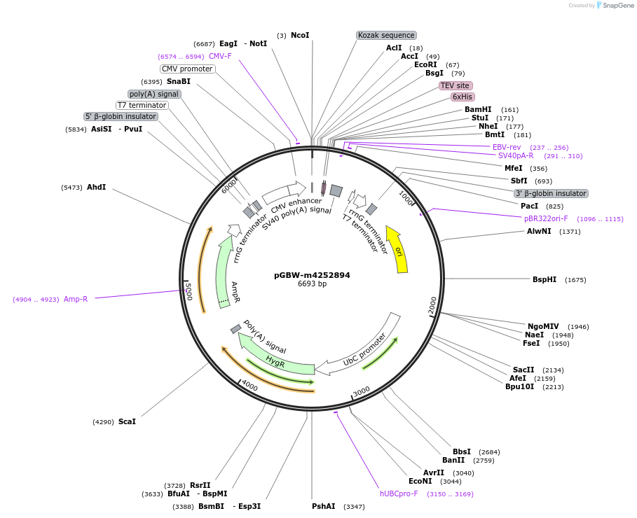 153837-plasmid-map-sequence-id-304491