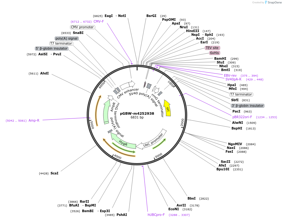 153805-plasmid-map-sequence-id-304496