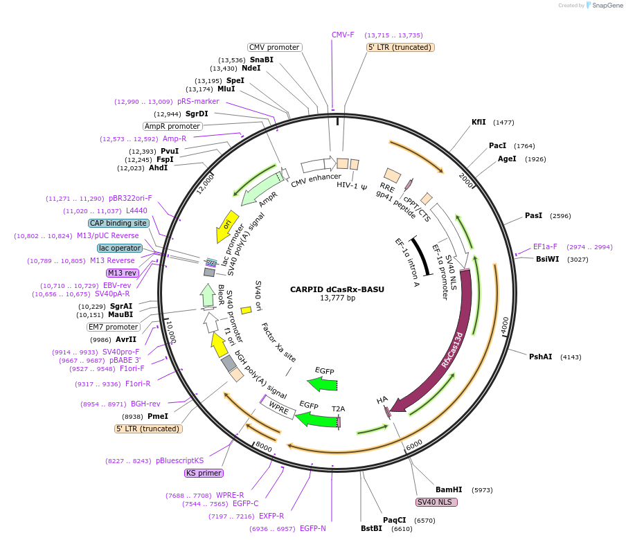 153303-plasmid-map-sequence-id-304498