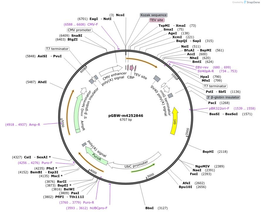 153841-plasmid-map-sequence-id-304505