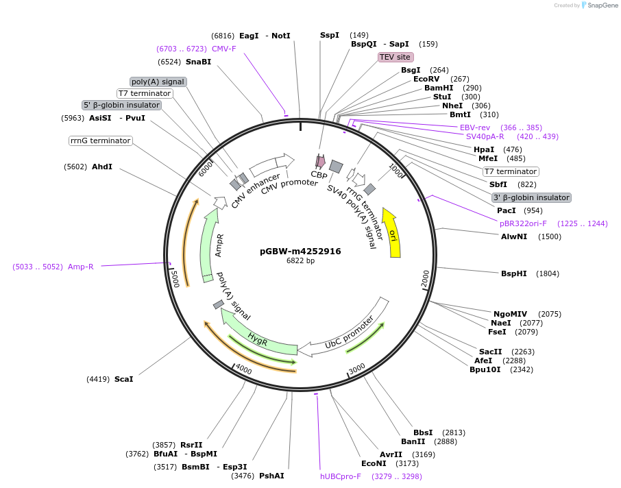 153839-plasmid-map-sequence-id-304508