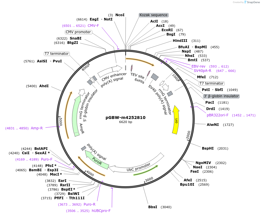 153838-plasmid-map-sequence-id-304509