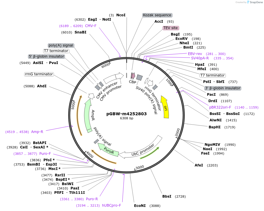 153834-plasmid-map-sequence-id-304511