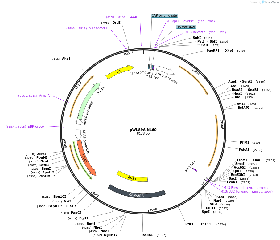 145791-plasmid-map-sequence-id-304579