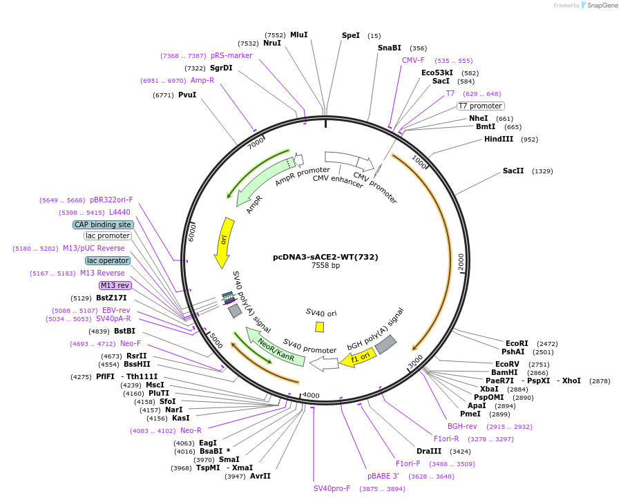 154098-plasmid-map-sequence-id-304580
