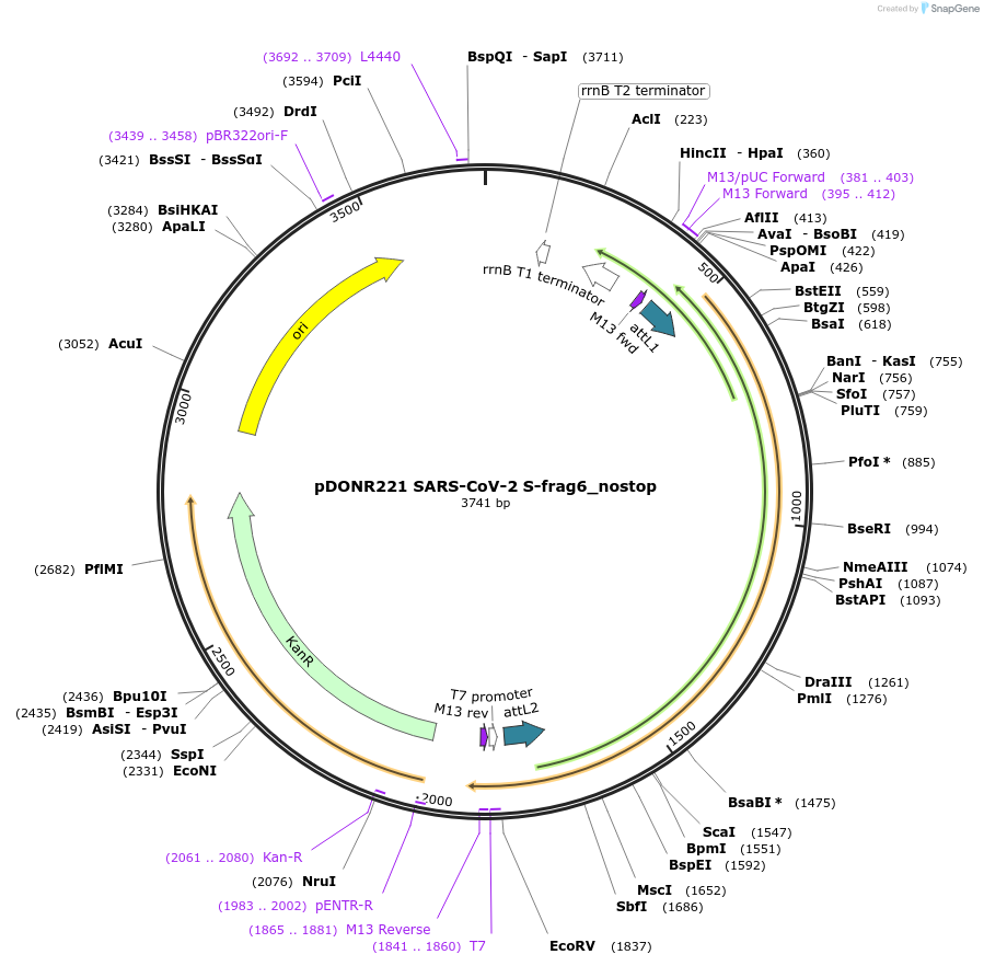 153184-plasmid-map-sequence-id-304584