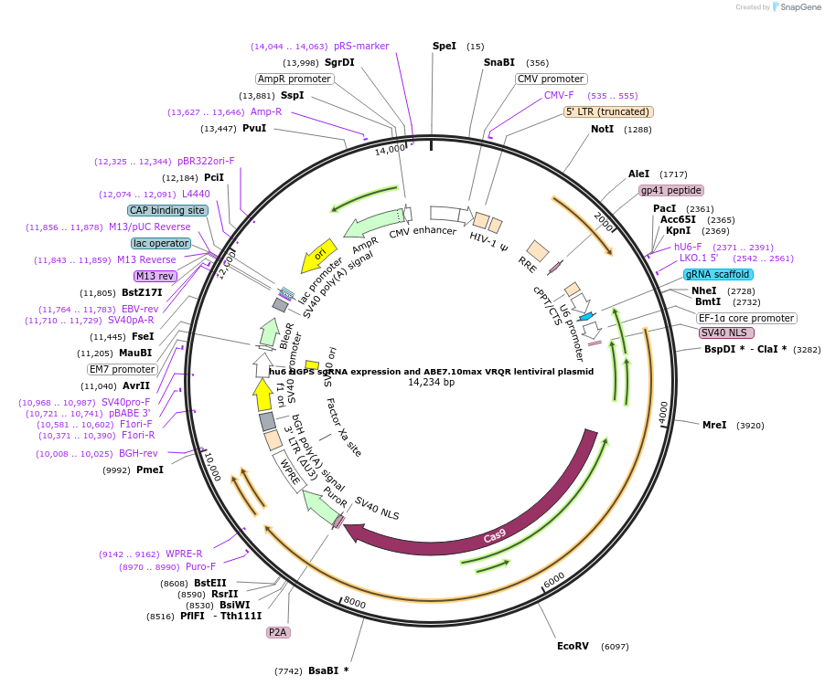 154429-plasmid-map-sequence-id-304585