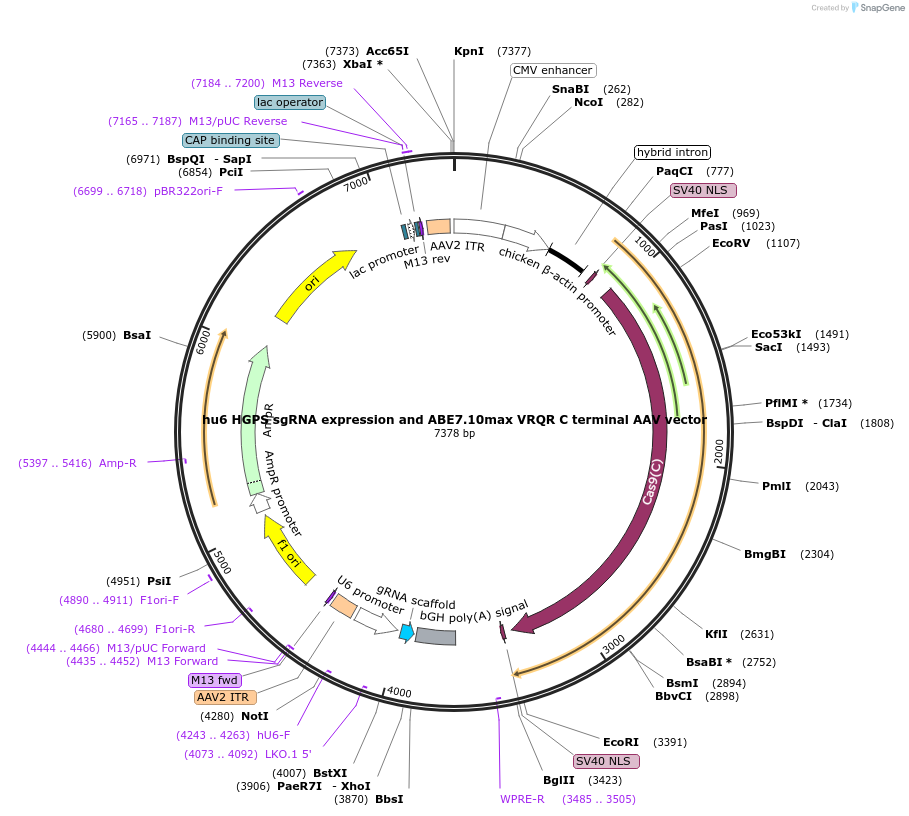 154430-plasmid-map-sequence-id-304586