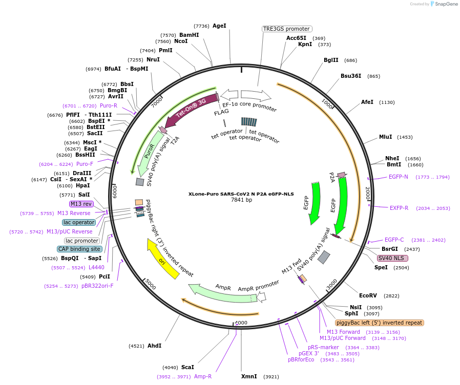 154399-plasmid-map-sequence-id-304590