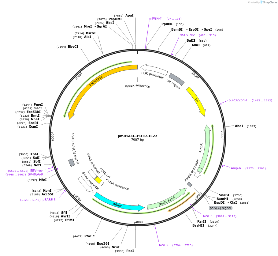 153070-plasmid-map-sequence-id-304637