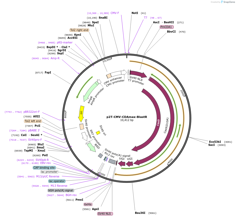 152995-plasmid-map-sequence-id-304641