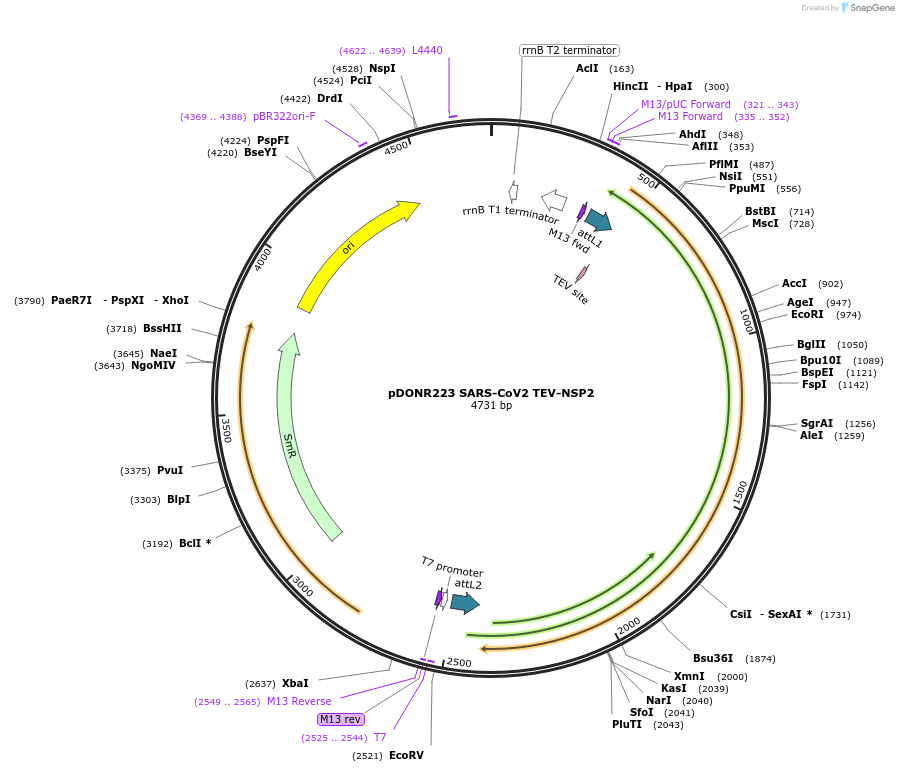 154401-plasmid-map-sequence-id-304648