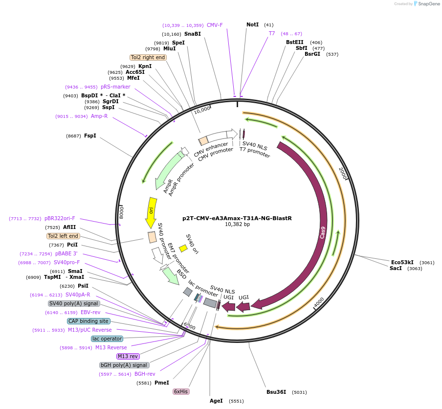 153000-plasmid-map-sequence-id-304671