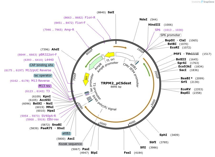 53920-plasmid-map-sequence-id-304678